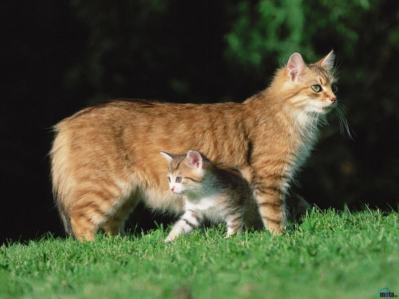 ����� ������� - 15 ������ 2014 � 07:05