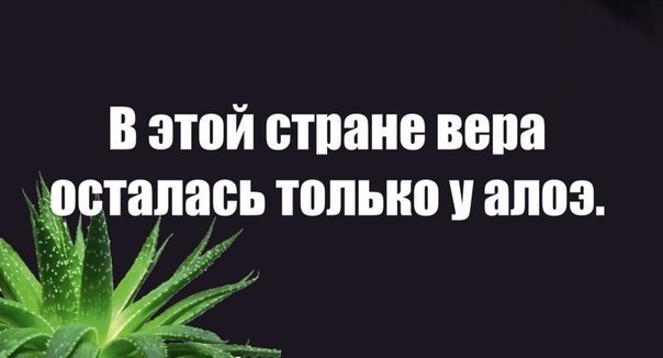 Верь осталось. В этой стране Вера осталась только у алоэ. Вера осталась только у алое. В этой стране Вера осталась только. Алоэ Вера прикол.