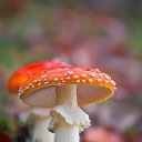 ���� �������, �����������, 61 ��� - ��������� 20 ������� 2014 � ������ ������ ��������