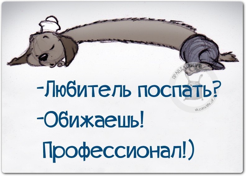 День Любителей Поспать Картинки Прикольные