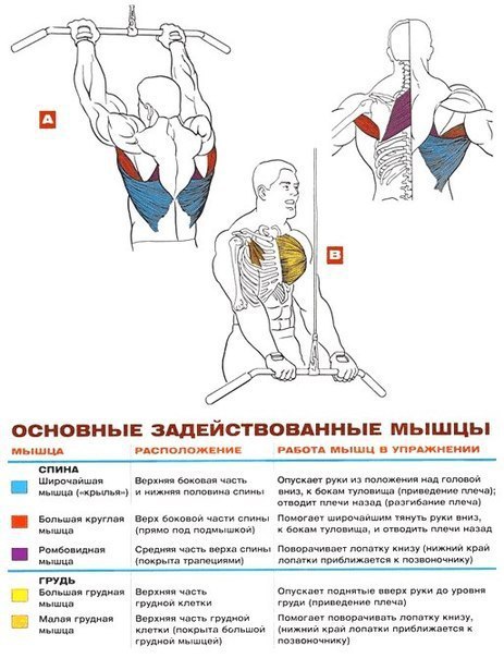 Тренировка на спину в тренажерном зале для начинающих