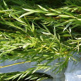 ����� , �����, 61 ���