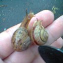 ��� ������ �� ������� ���� ����������