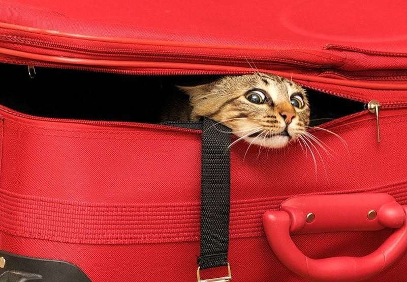 ���� ����� � �����? ����?! �� �������! � �� ������ �����.#animal@travel.blog