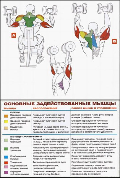 Как накачать большие плечи? Лучшие упражнения и секреты техники для развития дельтовидных мышц. Все ... - 2