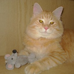 ���� ����, ��������� - ��������� 11 ������ 2014