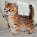 ���� ������ ���� (48 ������), ���� - ��������� 22 ������ 2014 � ������ ������ ��������