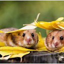 ���� �����, ����� - ��������� 16 ������� 2014 � ������ ������