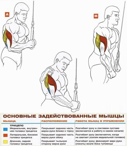 Длинная головка трицепса упражнения. Разгиб в блоке на трицепс. Упражнения на длинную головку трицепса. Упражнения на трицепс в тренажерном зале для мужчин. Упражнения на трицепс в блочном тренажере.