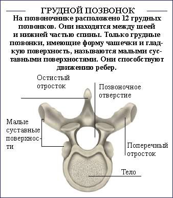 Как исправить осанку (силовые упражнения).Необходимо отметить, что данный список не полон, поскольку ... - 8