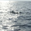  Fausto Migliorati, , 61  -  6  2014    