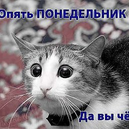 ���� �����, ���������� - ��������� 2 ������� 2014