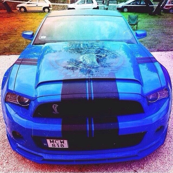 Shelby GT500. - 4