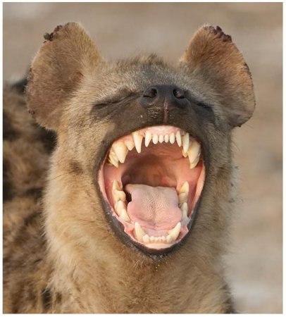 Подпишитесь, если понравилось!!! fotostrana.ru/public/237440/?