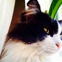  Firdavs, , 39  -  3  2014    