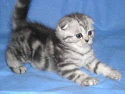 Фото Надия, Москва, 38 лет Надия, Москва, 38 лет