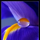 ���� �����, ������ - ��������� 17 ������� 2014 � ������ �flowers�
