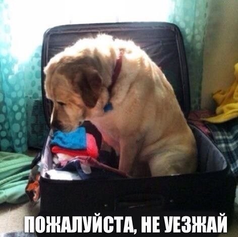 .•°Dogs Forever°•. - 22 октября 2014 в 23:39