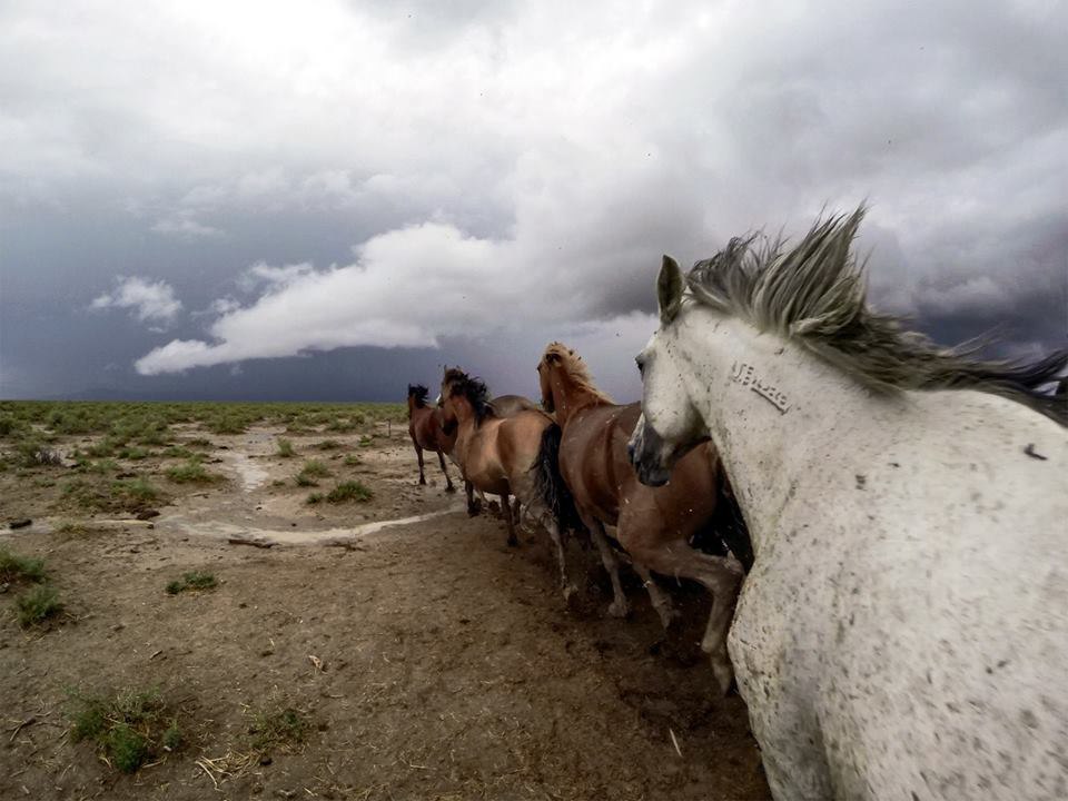 Riding with Mustangs. ! <a href=