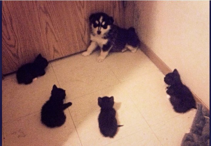 Cornered.. . . . . . . . . . . . . . . . . . . . . . .:   