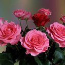  , , 66  -  8  2014    ܻ