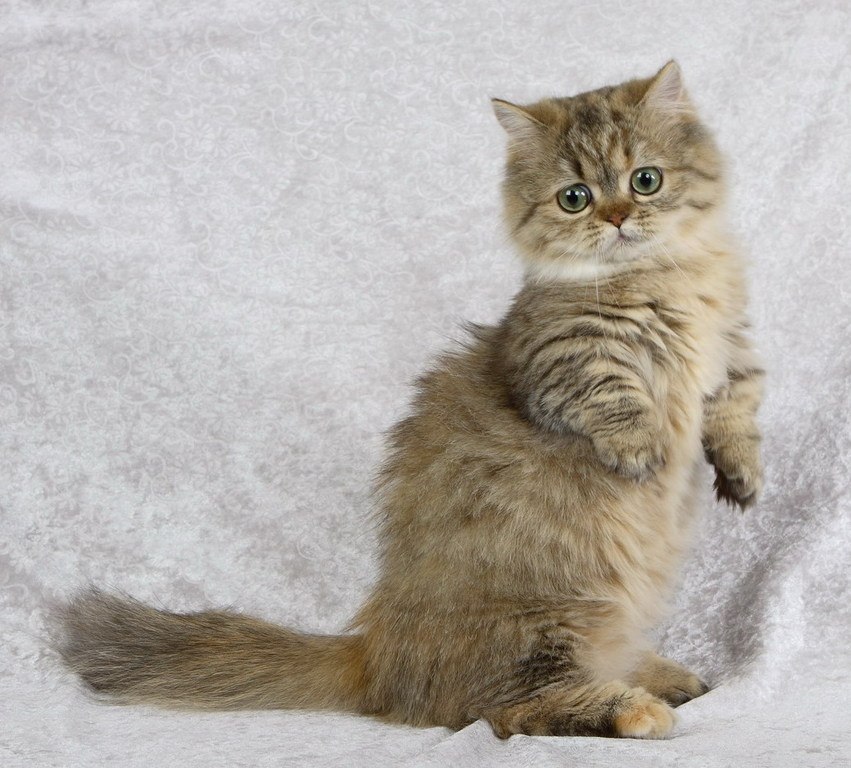  -   (NAPOLEON CAT).    ,    ... - 7
