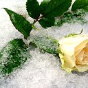  ♥ Fly ♥,  -  9  2014    