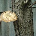  Stas, , 65  -  1  2014    