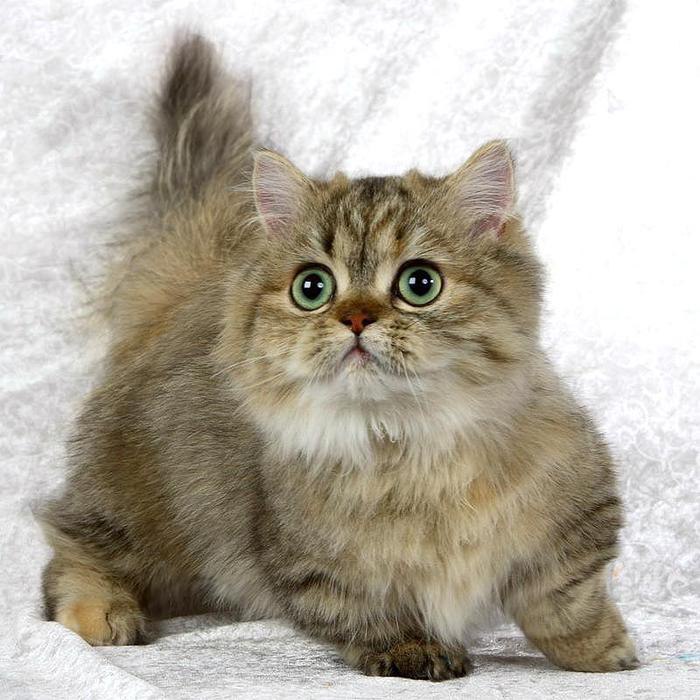  -   (NAPOLEON CAT).    ,    ... - 5