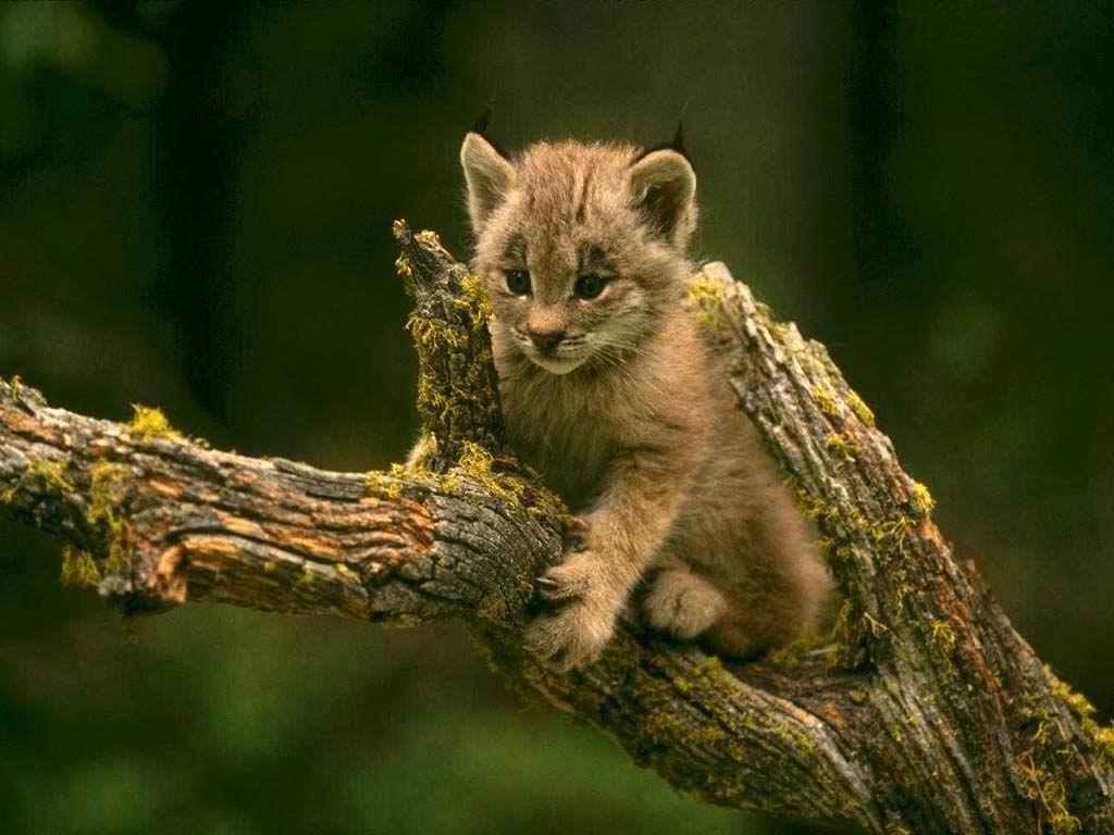  .  -  ,    .  ... - 5