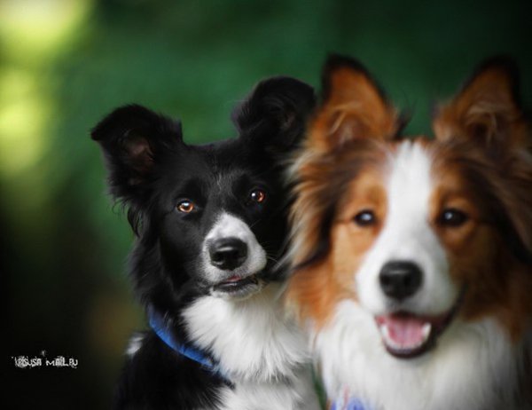 Собака — родственная душа и порой единственное существо, готовое спасти от одиночества...