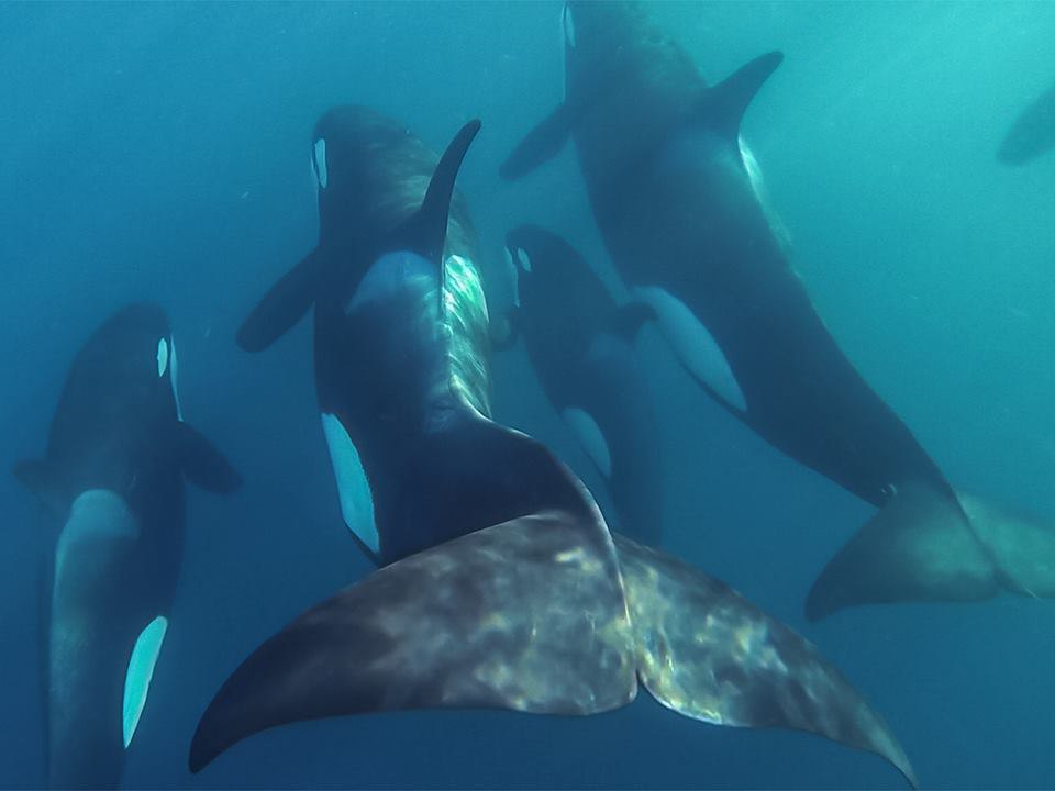    . Majestic beauty of wild orcas. ! ...