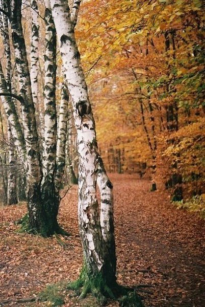 Осень. Она делает встречи короче, лица грустнее, одиночество заметнее. Но она делает слова теплее, ... - 6