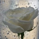 ���� �����, ������ - ��������� 17 ������� 2014 � ������ �flowers�