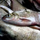 all 2 kilos plus from lake tsonevo i love fishing (And beautiful women who love fishing too)    