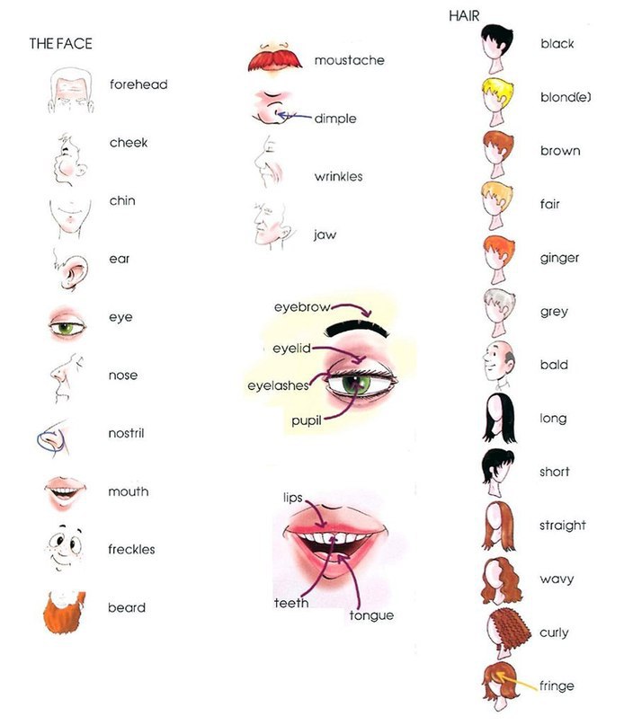 Рот по английски. Слова на тему внешность на английском с переводом. Английские слова внешность человека. Описание внешности на английском лексика. Описание лица на английском.