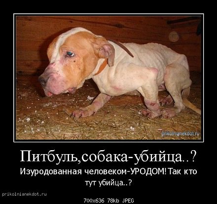 .•°Dogs Forever°•. - 16 октября 2014 в 14:42