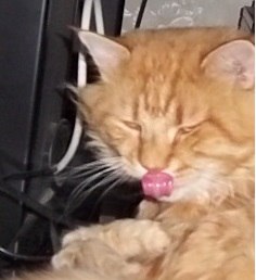 ����, �����-���������, 52 ����