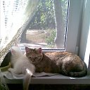 ���� Xorston, ������� - ��������� 29 �������� 2014