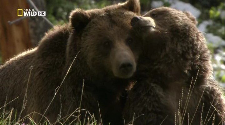    .  .(Yellowstone Battleground. Grizzly Cauldron)-  ... - 3