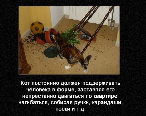 Смешные истории про котов