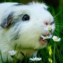 ���� �����, ������ - ��������� 17 ������� 2014 � ������ �animals�