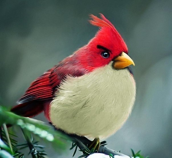 ...  Angry birds - 5