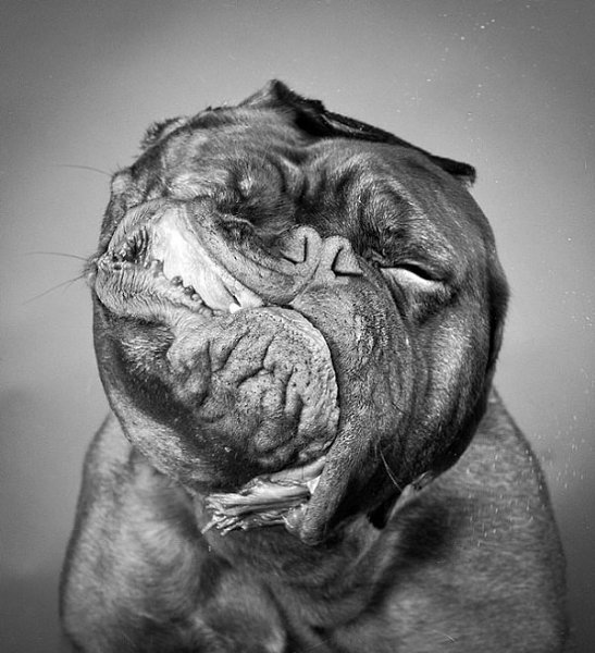 Просто звери.40 самых удачных фотографий животных, сделанных в нужный момент.Фотосъемка животных ... - 6