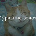 ���� Ginger, ������� - ��������� 25 ������� 2014 � ������ ������ ��������