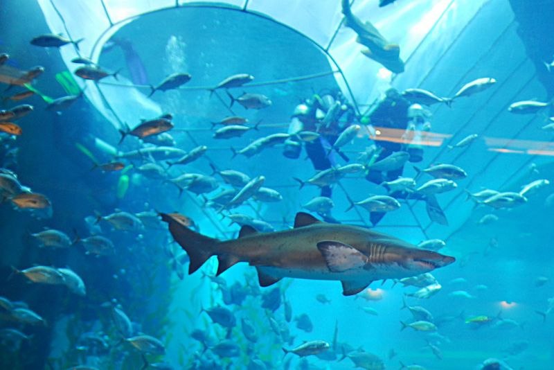   - "Dubai Mall Aquarium",  (). "Dubai Mall ... - 3