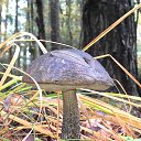  Skoj,  -  16  2014   - 