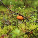 ���� �����, �����-��������� - ��������� 28 ������� 2014 � ������ �������� ����� 2014�