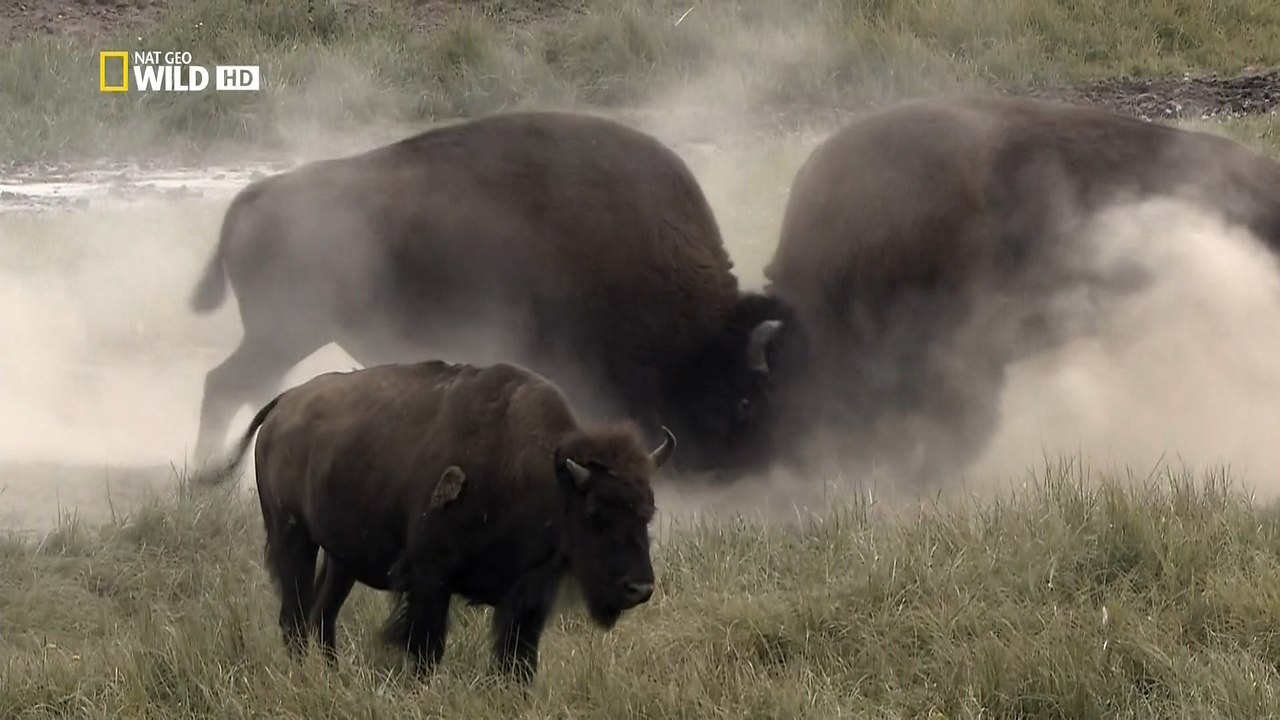    .  .(Yellowstone Battleground. Grizzly Cauldron)-  ... - 2