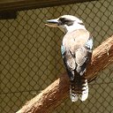  ,  -  18  2014   Daisy Hill Koala Centre